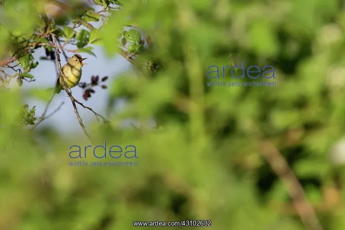 : Icterine Warbler : Icterine Warbler