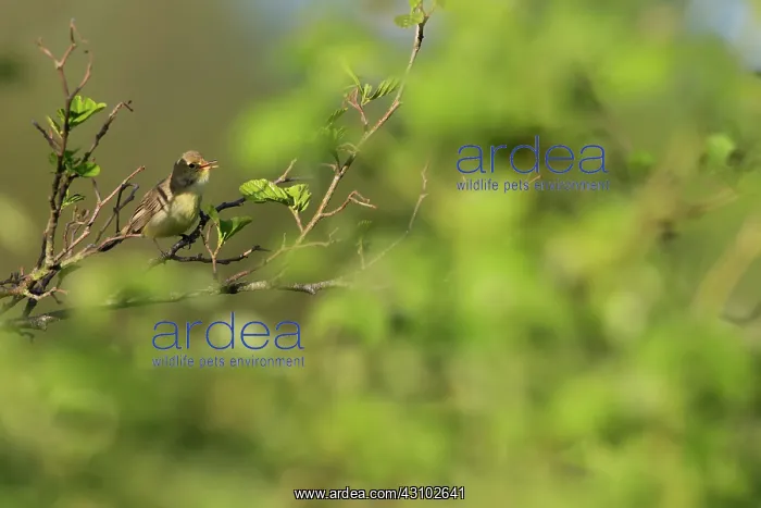 : Icterine Warbler : Icterine Warbler
