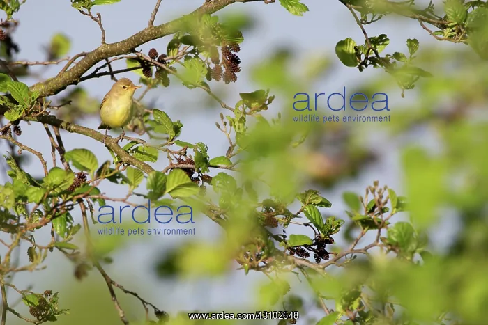 : Icterine Warbler : Icterine Warbler