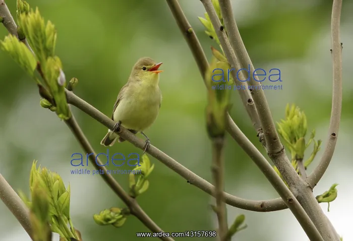 : Icterine Warbler : Icterine Warbler