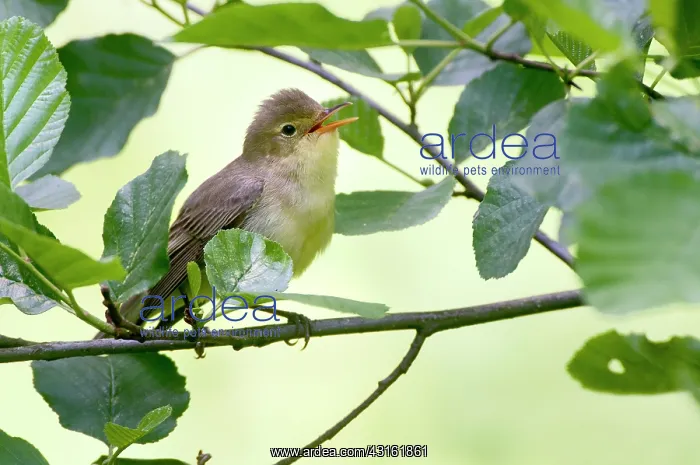 : Icterine Warbler : Icterine Warbler