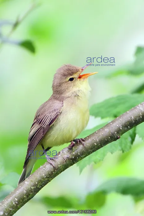 : Icterine Warbler : Icterine Warbler