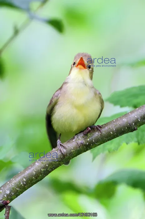 : Icterine Warbler : Icterine Warbler