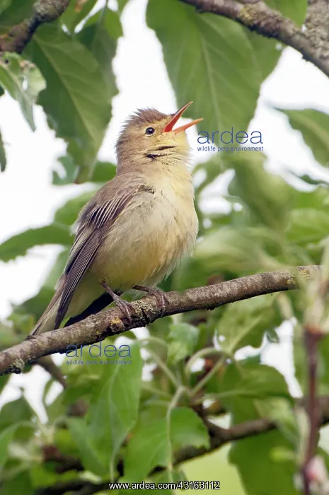 : Icterine Warbler : Icterine Warbler