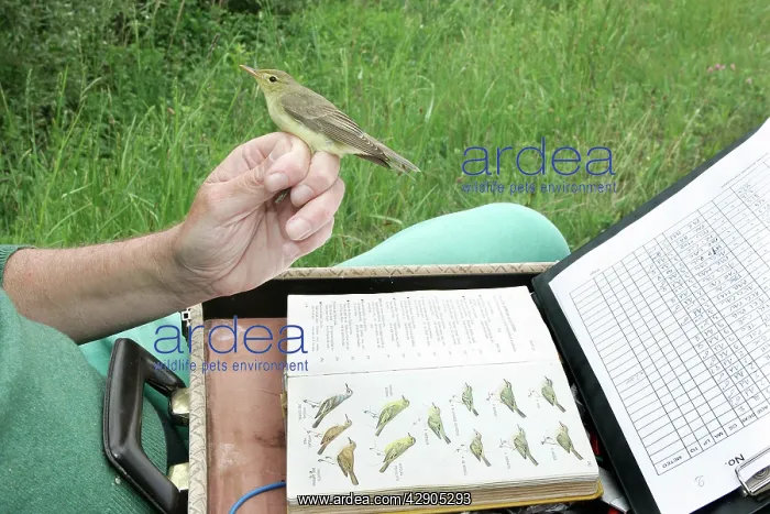 : Icterine Warbler - having been caught and being identified : Icterine Warbler - having been caught and being identified