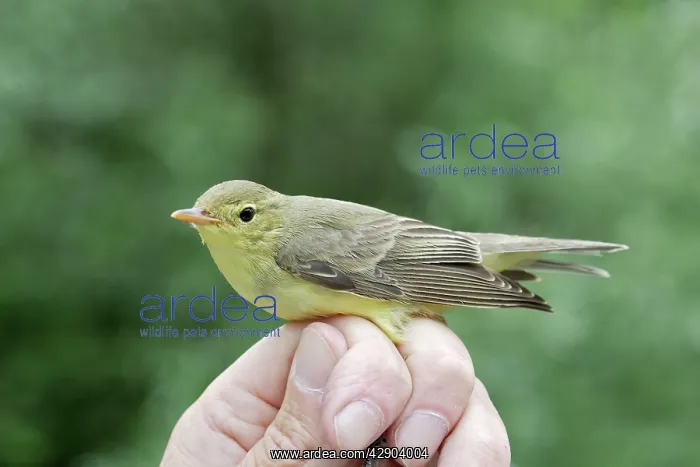 : Icterine Warbler - being held by person : Icterine Warbler - being held by person