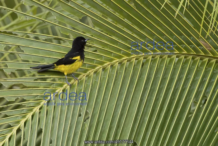 : Icterus prosthemelas, costarica : Icterus prosthemelas, costarica