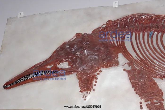 : Icthyosaur fossil : Icthyosaur fossil