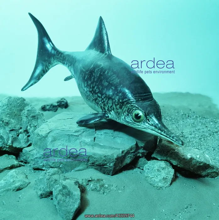 : ICTHYOSAUR - model : ICTHYOSAUR - model