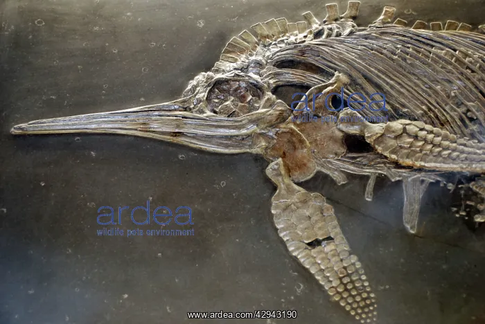 : Ictrhyosaur, fossil reptile, Jurassic : Ictrhyosaur, fossil reptile, Jurassic