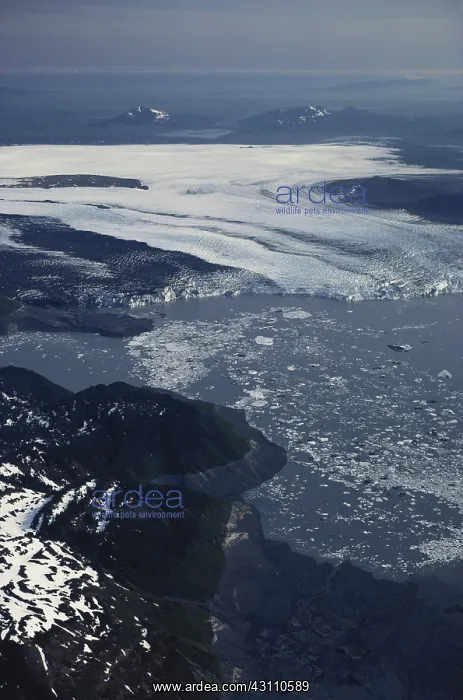 : Icy Bay. Glacier and icebergs in Icy Bay, Wrangell St. Elias National Park, Alaska : Icy Bay. Glacier and icebergs in Icy Bay, Wrangell St. Elias National Park, Alaska