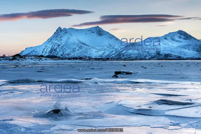 : Icy coast on dusk, Gimsoy, Lofoten, Norway, Europe : Icy coast on dusk, Gimsoy, Lofoten, Norway, Europe