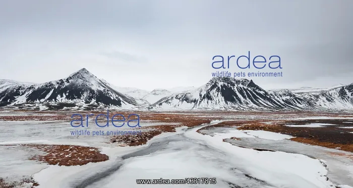 : Icy landscape, volcanic black mountains with snow : Icy landscape, volcanic black mountains with snow