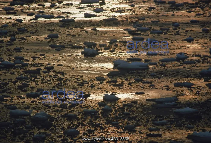 : Icy Seas, Antarctica : Icy Seas, Antarctica