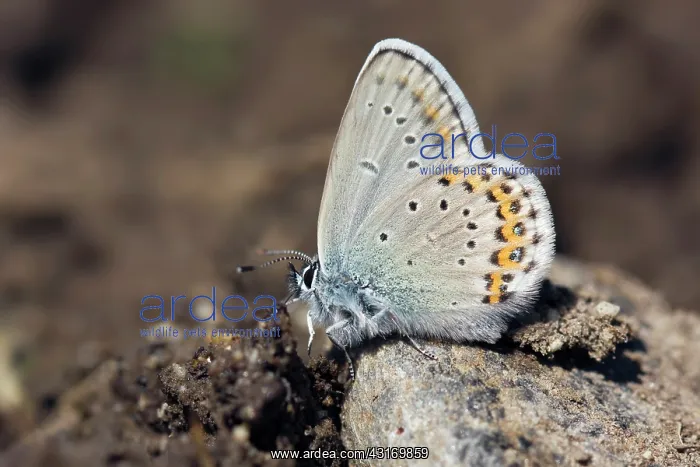  : Idas Blue (Plebejus idas) taking minerals from cow droppings