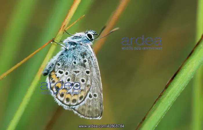 : Idas Blue BUTTERFLY : Idas Blue BUTTERFLY