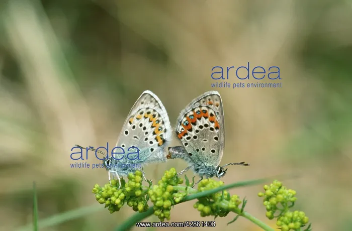 : Idas Blue BUTTERFLY - Mating pair : Idas Blue BUTTERFLY - Mating pair