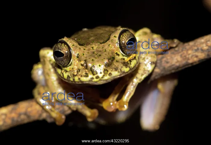 : Ida's Bright-eyed Frog (Boophis idae) in the rainforest : Ida's Bright-eyed Frog (Boophis idae) in the rainforest