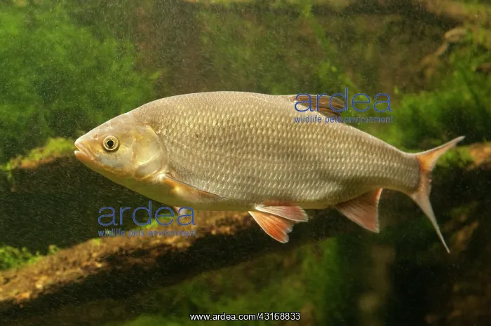 : Ide (Leuciscus idus) in profile : Ide (Leuciscus idus) in profile