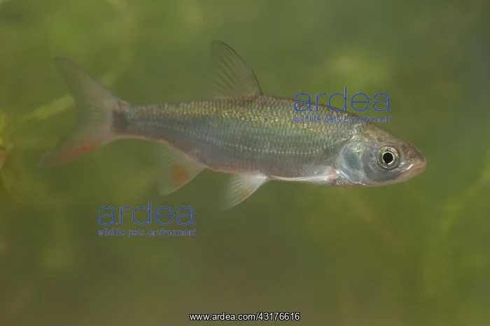 : Ide (Leuciscus idus) subadult swimming, The Netherlands : Ide (Leuciscus idus) subadult swimming, The Netherlands
