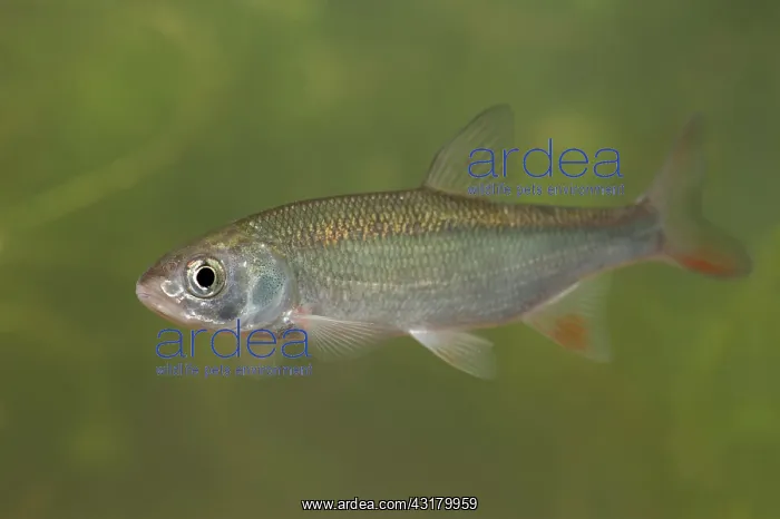 : Ide (Leuciscus idus) subadult swimming, The Netherlands : Ide (Leuciscus idus) subadult swimming, The Netherlands