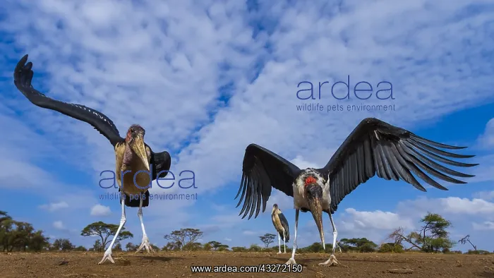 : To get an idea how a mongoose would view marabou : To get an idea how a mongoose would view marabou