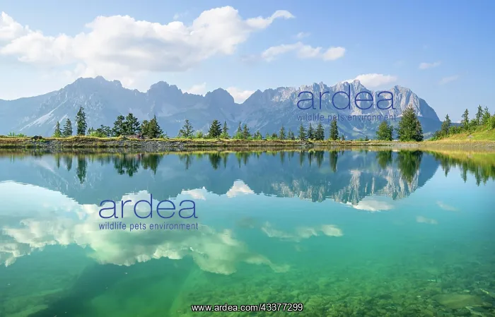 : Idyllic Astbergsee with reflection of the mountain : Idyllic Astbergsee with reflection of the mountain