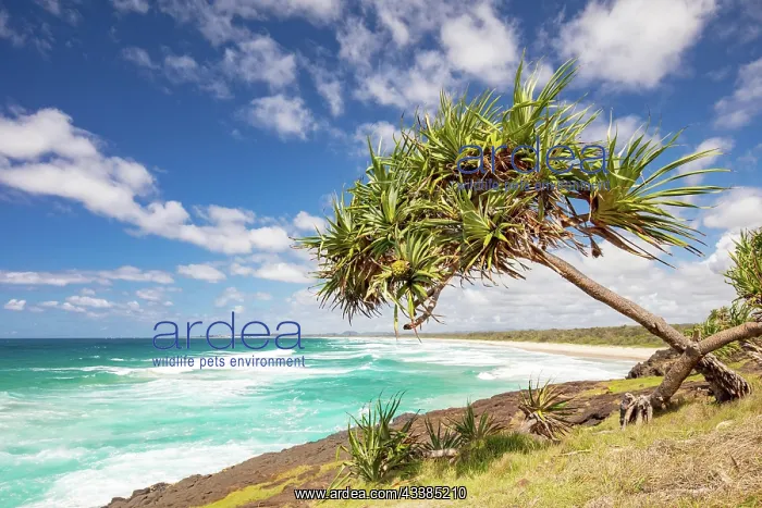 : The idyllic Dreamtime Beach near Fingal Head in N : The idyllic Dreamtime Beach near Fingal Head in N