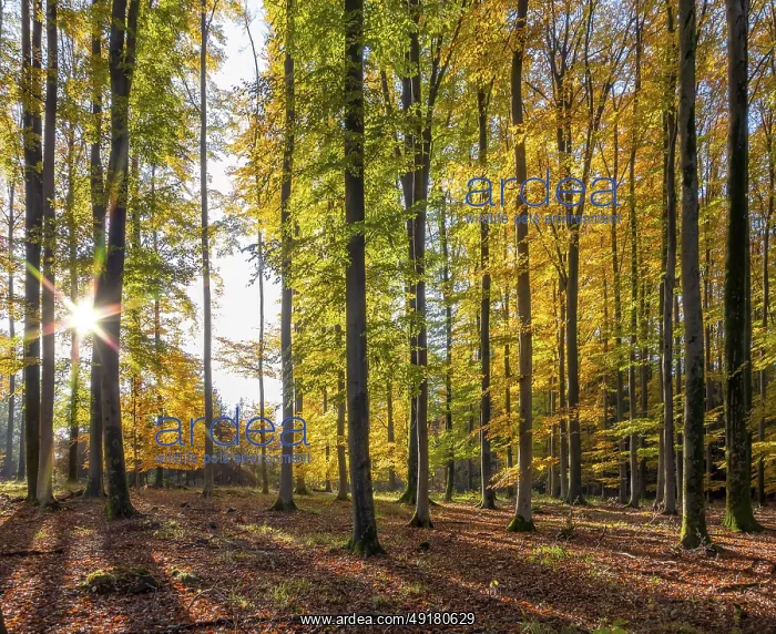 : Idyllic forest scenery at autumn time in Southern Germany : Idyllic forest scenery at autumn time in Southern Germany