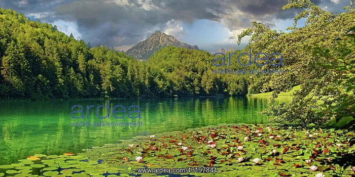 : Idyllic Lake Alatsee with flowering water lily carpet : Idyllic Lake Alatsee with flowering water lily carpet