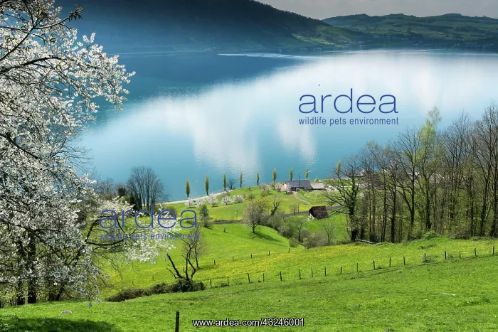 : idyllic landscape with Lake Zug and surrounding : idyllic landscape with Lake Zug and surrounding