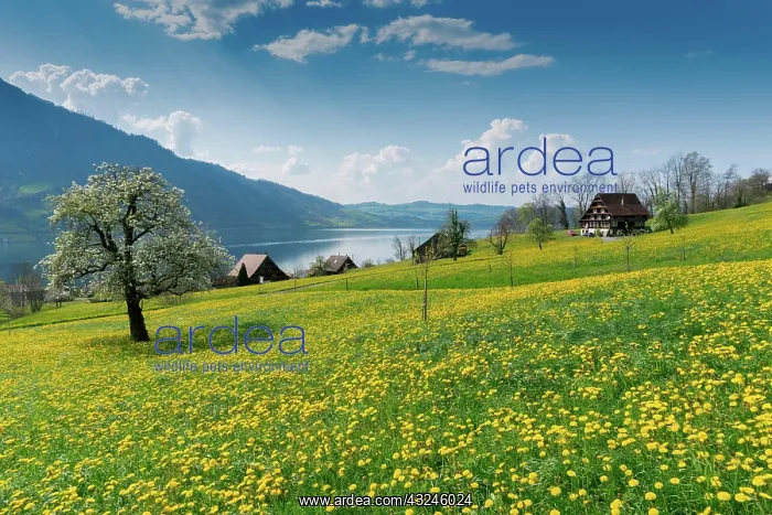 : idyllic landscape with Lake Zug and surrounding : idyllic landscape with Lake Zug and surrounding