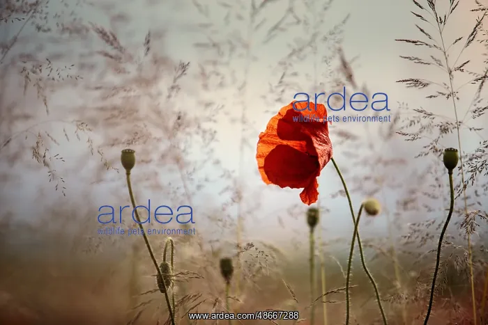 : Idyllic meadow with red poppies in springtime : Idyllic meadow with red poppies in springtime