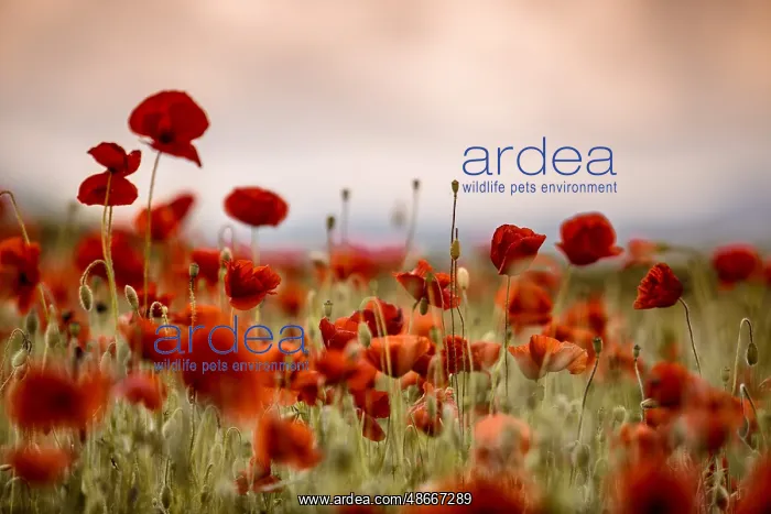 : Idyllic meadow with red poppies in springtime : Idyllic meadow with red poppies in springtime