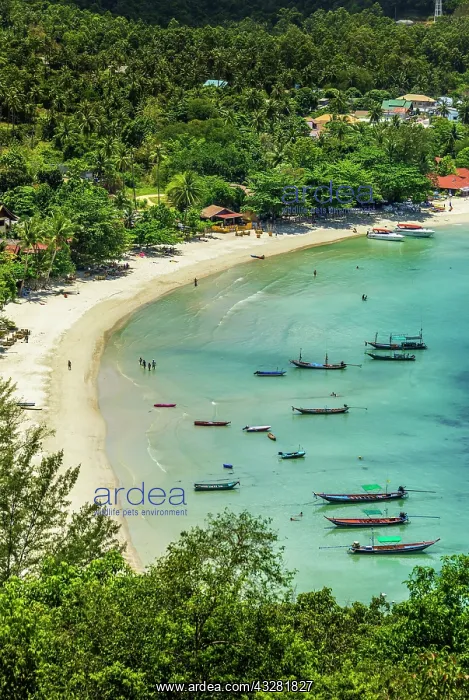 : Idyllic sandy beach with turquoise water, longtail : Idyllic sandy beach with turquoise water, longtail