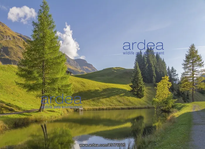 : Idyllic scenery around Warth, a municipality in the district of Bregenz in the Austrian state of Vorarlberg : Idyllic scenery around Warth, a municipality in the district of Bregenz in the Austrian state of Vorarlberg
