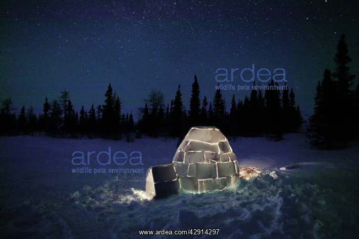 : Igloo - at night : Igloo - at night