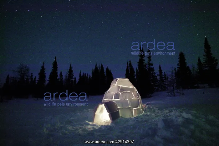 : Igloo - at night : Igloo - at night