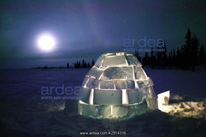 : Igloo - at night : Igloo - at night