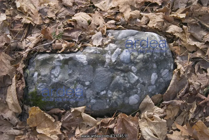 : Igneous Rock : Igneous Rock