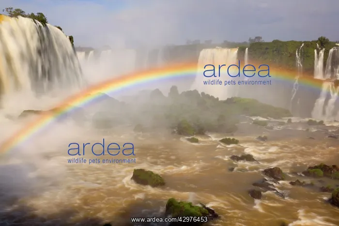 : Iguacu Falls / Iguazu Falls / Iguassu Falls - rainbow : Iguacu Falls / Iguazu Falls / Iguassu Falls - rainbow