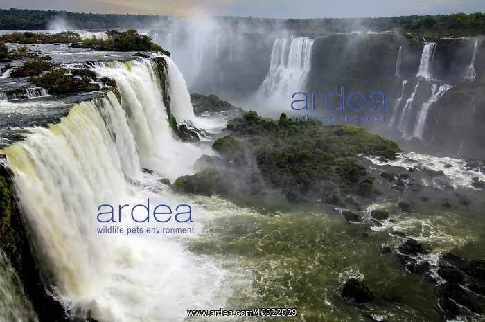 : Iguacu Waterfalls, detail view, the largest waterfalls : Iguacu Waterfalls, detail view, the largest waterfalls