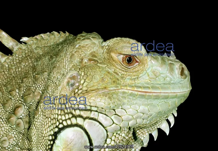 : Iguana (Iguana iguana)