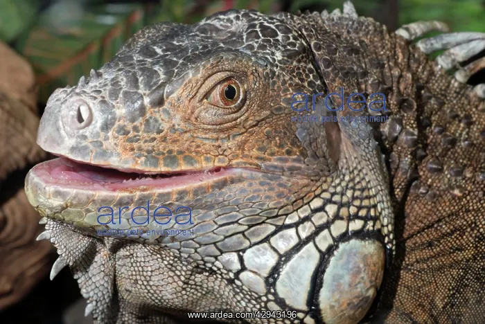  : Iguana (Iguana sp.). Central  /  South America