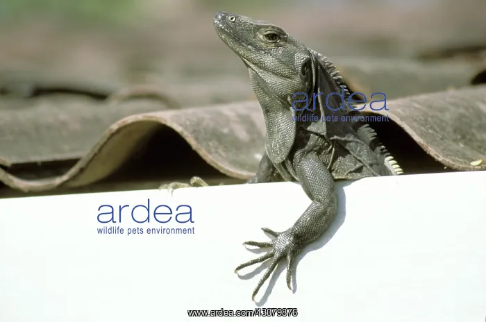 : Iguana in Costa Rica : Iguana in Costa Rica