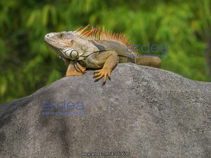 : Iguana : Iguana