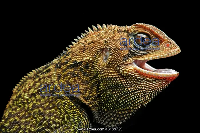 : Iguana (Enyalioides heterolepis), Choco rainforest : Iguana (Enyalioides heterolepis), Choco rainforest