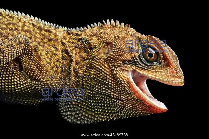 : Iguana (Enyalioides heterolepis), Choco rainforest : Iguana (Enyalioides heterolepis), Choco rainforest