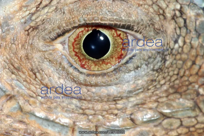 : Iguana: eye