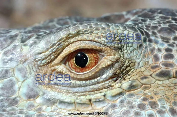: Iguana Eye : Iguana Eye